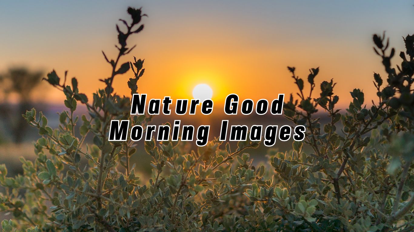 Nature Good Morning Images